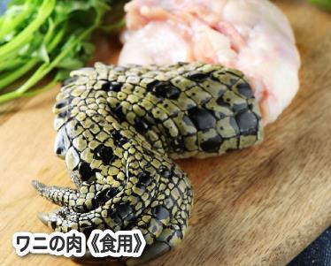 ワニの肉《食用》のイメージ