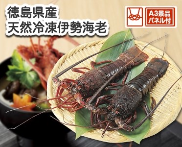 徳島県産 天然冷凍伊勢海老のイメージ
