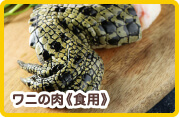 ワニの肉《食用》