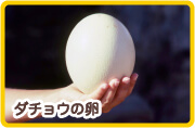 ダチョウの卵 